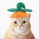 thumbnail image 1 of Ropa divertida para mascotas, sombrero de calabaza, Halloween, lindo, pequeño, mediano, gato, perro, vestir brillar Electrónica, 1 of 3