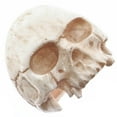 thumbnail image 2 of 1" Mens Biker Jawless Skull Hand Carving Anituqe Stained Bison Bone Ring, 2 of 4
