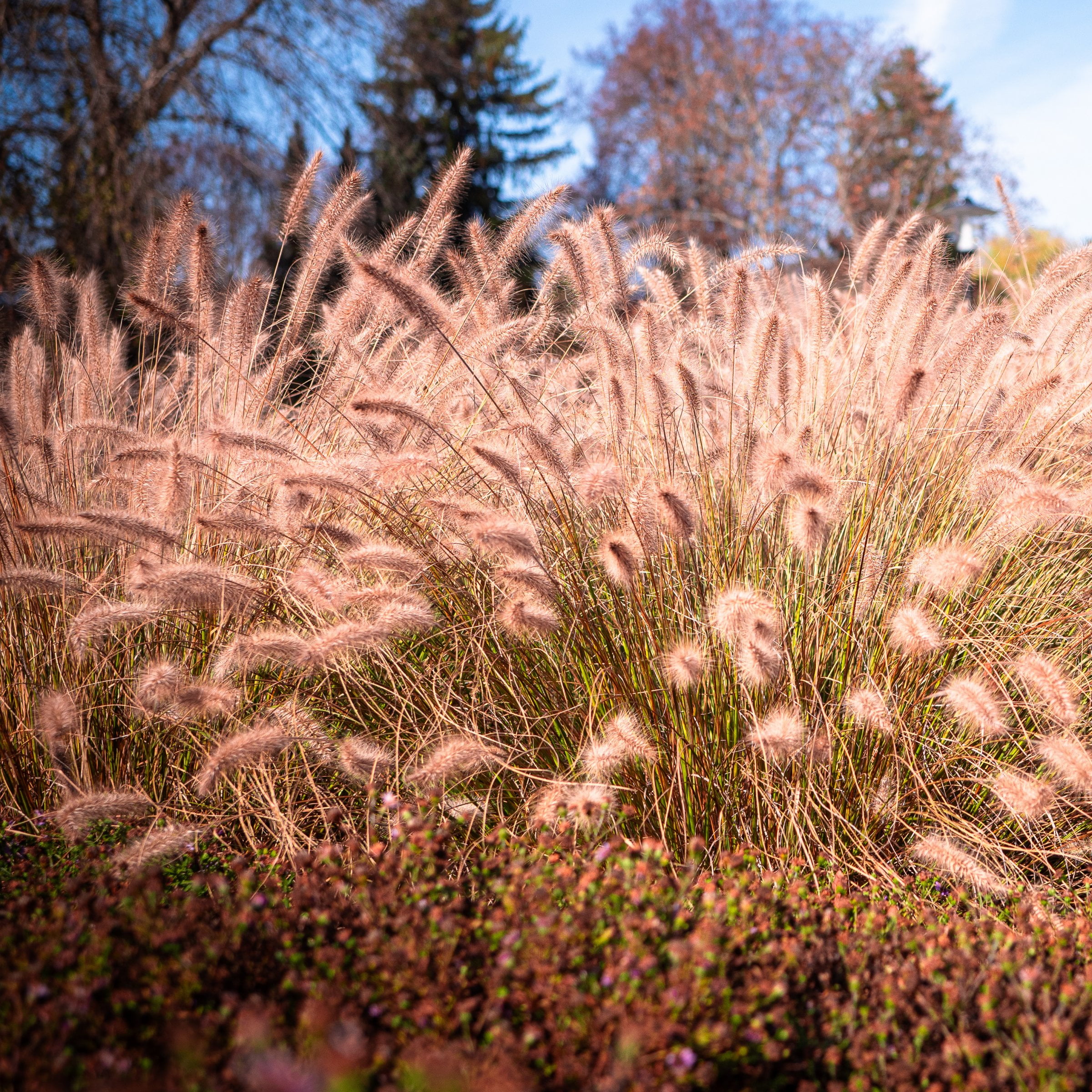 National Plant Network 4 in. Dwarf Fountain Live Ornamental Grass Hamelin (3-Pack)