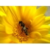 Flower Yellow Macro Wasp Insect-12 Inch By 18 Inch Laminated Poster With Bright Colors And Vivid Imagery-Fits Perfectly In Many Attractive Frames