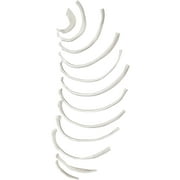 Disarticulated Rib Bones - Half Set, 12 Bones - Anatomically Accurate Human Rib Bone Model Replica - Labeled at Ends - Halloween Decorations - Eisco Labs