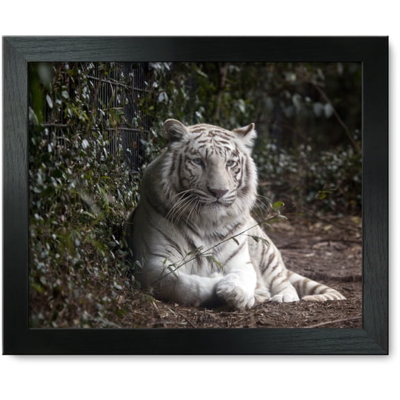 Framed Print: Montgomery Zoo, Montgomery, Alabama, 2010