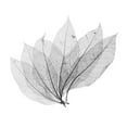 thumbnail image 4 of Paquete de 100 Hojas de Grandes / 13-15 Cm / Natural / Adorno / Negro Y / Fabricación de Tarjetas / álbum de Recortes / Suministros Par, 4 of 9