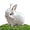 White, variant on Realistic Bunny Toy, Petsboro Bunny Pal, Easter My Realistic Bunnypal Toys, Bunbi Realistic Stuffed Animal, Bundy Robot Rabbit for Kids, Handmade Plush Interactive Bunnies Basket Stuffers (White2)