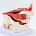 thumbnail image 5 of Anatomical Human Eyeball Model for Hospital Lab, Removable Eyeball Anatomy Model, 5 of 10