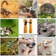 thumbnail image 4 of Guantes de manipulación de animales, guantes a prueba de mordeduras de gatos, guante multiusos a prueba de mordeduras de mascotas para gato, perro, pájaro, halcón, serpiente, 4 of 5