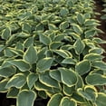 thumbnail image 4 of First Frost Hosta - Hosta 'First Frost', 4 of 8