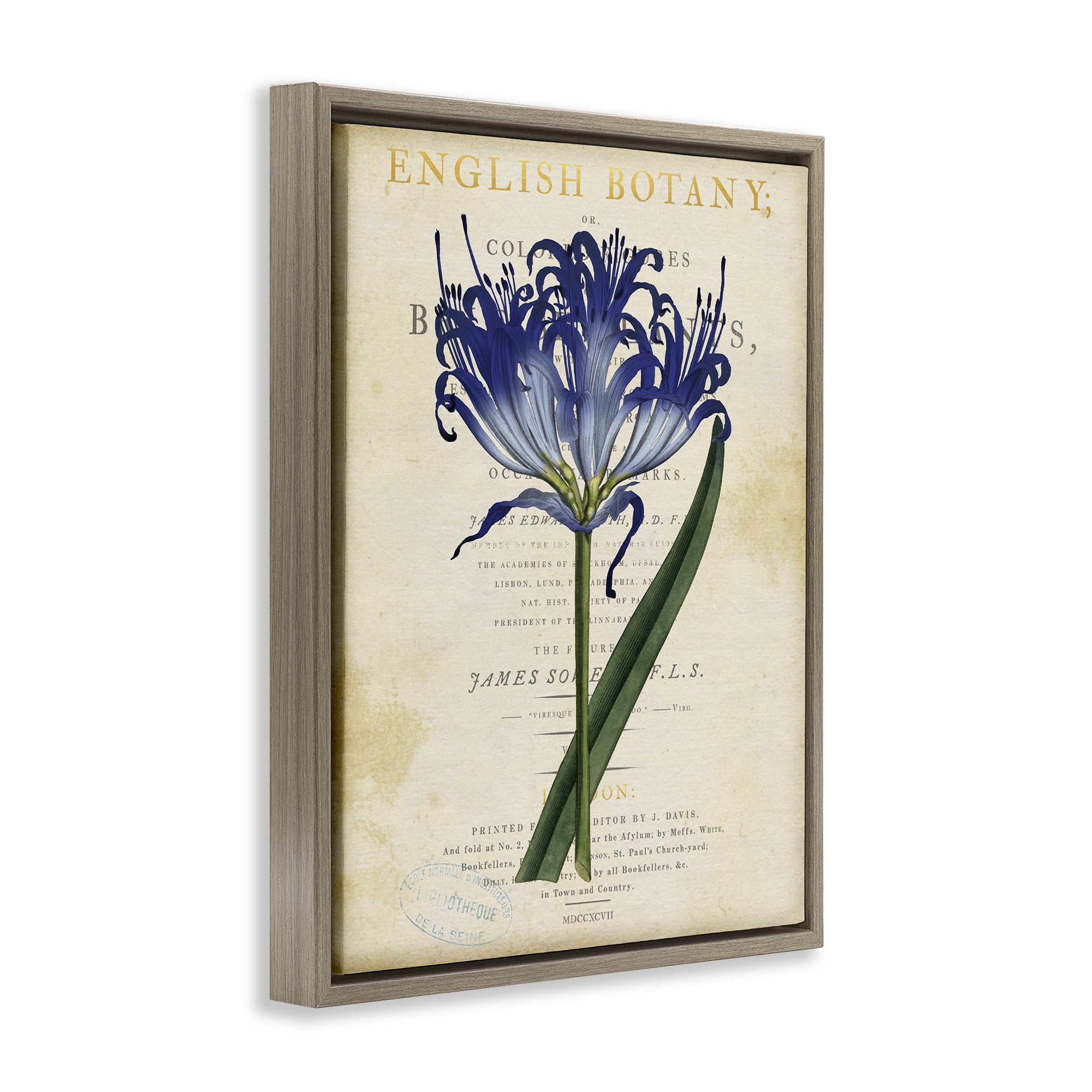 Stupell Industries English Botany Blue Floral Brown Framed Floater Canvas Wall Art, design by Susan Arnot
