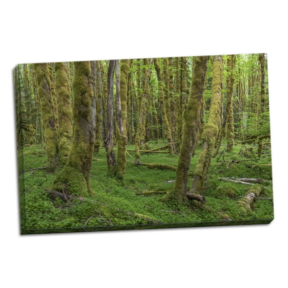 Gango Home Decor Contemporary Big Leaf Maple Grove by Kathy Mahan (Ready to Hang); One 24x16in Hand-Stretched Canvas