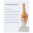thumbnail image 4 of Modelo de Anatomía de la Articulación de la Rodilla A Tamaño Real 1:1 Recursos de Enseñanza de Ciencias Médicas Anatomia Cassroom Supplies, 4 of 5