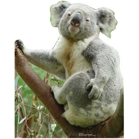 UPC 082033000554 product image for Advanced Graphics Animals Koala Bear Cardboard Stand-Up | upcitemdb.com