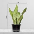 thumbnail image 2 of Live Snake Plant, Sansevieria Moonshine, Indoor Potted Plant, Housewarming Gift, Fully Rooted Houseplant, Office Gift, Birthday Gift, Plant Mom Dad Gift, Thank You Gift in 6" Pot, 2 of 5