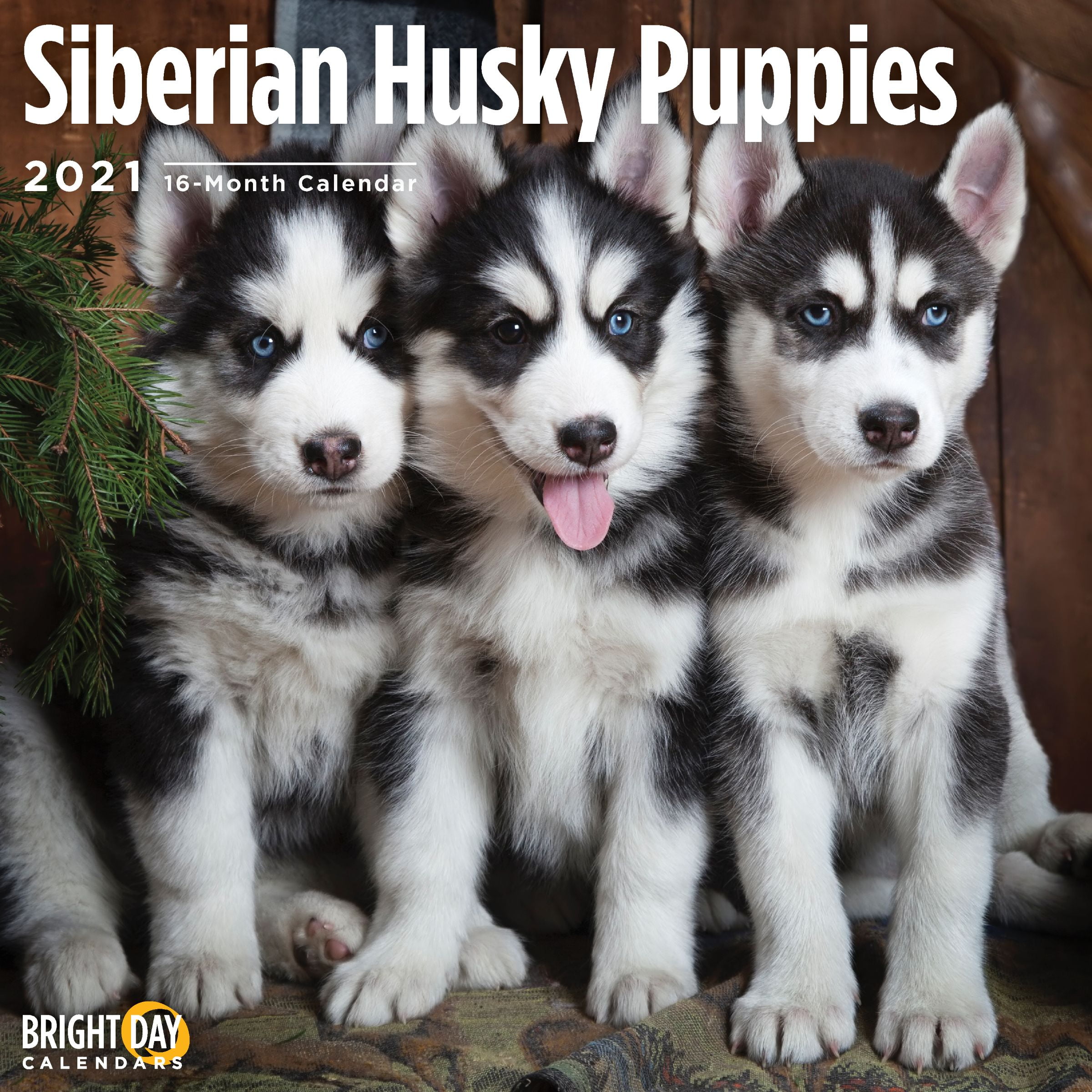 rock city husky puppies