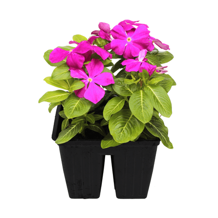 Expert Gardener 4PK Lilac Vinca Live Plant