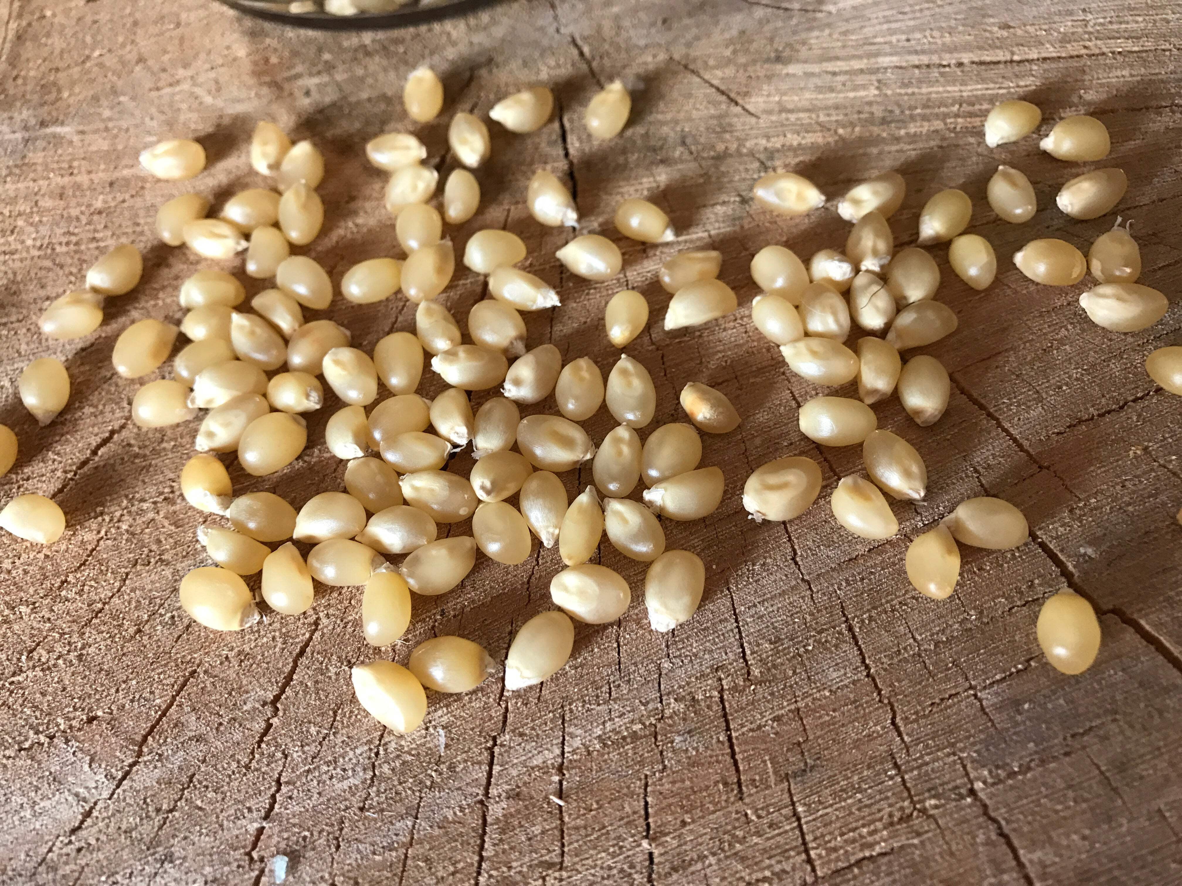 Free Day WHITE Popcorn, 35 lb Bag | farm fresh, non-GMO, white butterfly kernels | Small Farm. Big Flavor.
