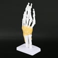 thumbnail image 1 of Modelo de esqueleto de articulación de la mano, modelo de esqueleto de articulación de la mano Modelo de articulación de la mano Modelo de esqueleto de mano Diseño de vanguardia, 1 of 12