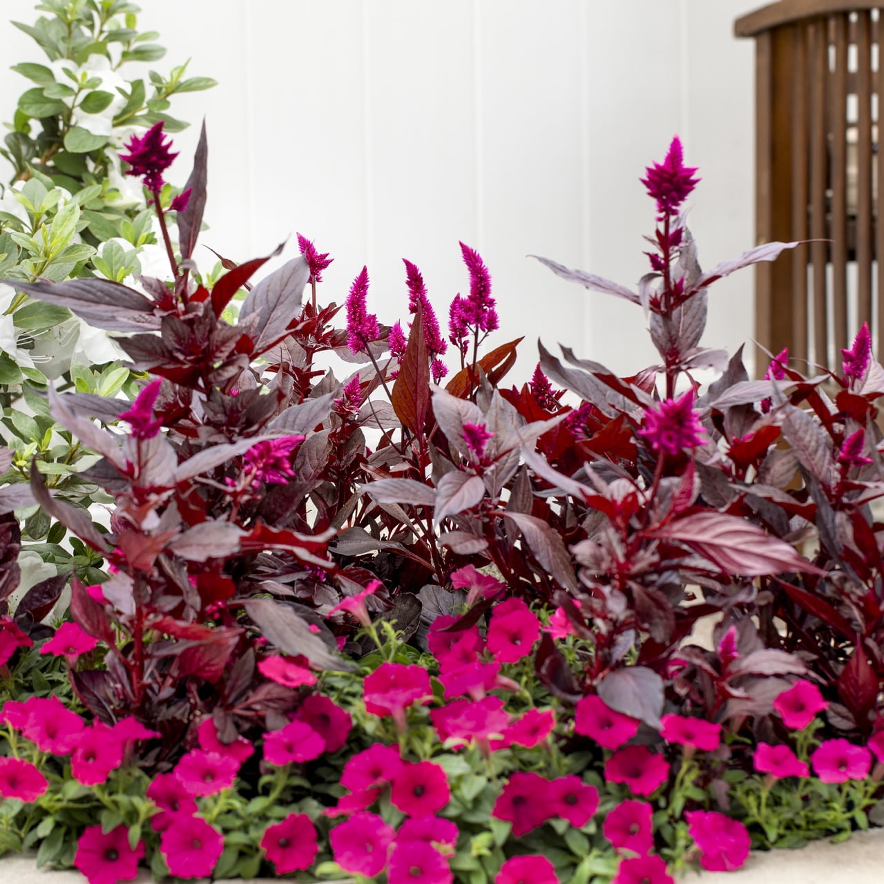 Better Homes & Gardens 2QT Purple Celosia Live Annual Plant Sun 3-Pack