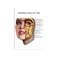 thumbnail image 1 of Clearance! Poster for Teaching Body Structure Anatomy At the Vein and Artery Aesthetics Training Institute, 1 of 3