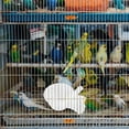 thumbnail image 4 of CIMAXIC 20Ud Bebedero Automático Para Pájaros De Plástico Fácil De Limpiar Para Mascotas, 4 of 8