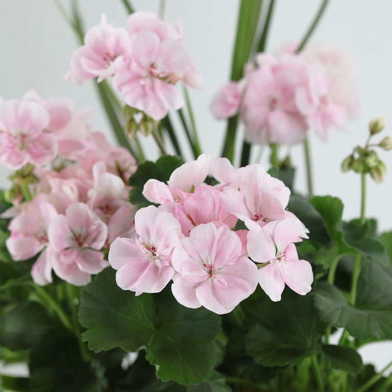 Expert Gardener 18