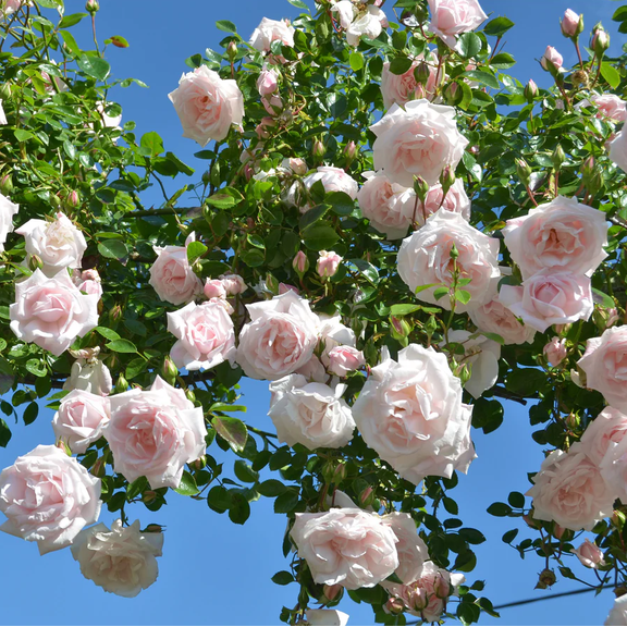 Pink New Dawn Rose Plant Live for Planting - Pink Climbing Rose Bush Plant for Garden 4 to 7" Tall