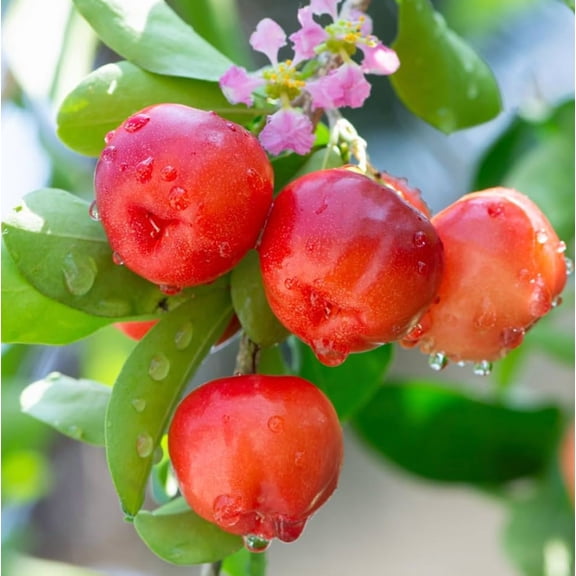 Barbados Cherry Tree Live Plant, 4-6 inch Tall, Sweet Acerola Cherry Plant Live for Planting