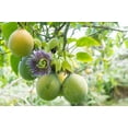 thumbnail image 6 of 10 * Seeds SWEET GRANADILLA Yellow Passionfruit Grenadia Sugar Fruit Passiflora Ligularis Huge Purple & White Flower Yellow Orange Fruit Vine Seeds, 6 of 11