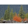 thumbnail image 2 of Paulson, Don 32x23 White Modern Wood Framed Museum Art Print Titled - Oregon, Willamette NF Volcanic rock in forest, 2 of 4