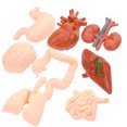 thumbnail image 4 of Shisuyan Body Organ Props Simulated Organ Models Multi Colored 8Pcs 2.4x1.6in, 4 of 8