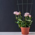 thumbnail image 4 of Brackets Bamboo Trellis Plant Growth Frame Iron Durable Indoor And Outdoor For Climbing Plants Frame, 4 of 16