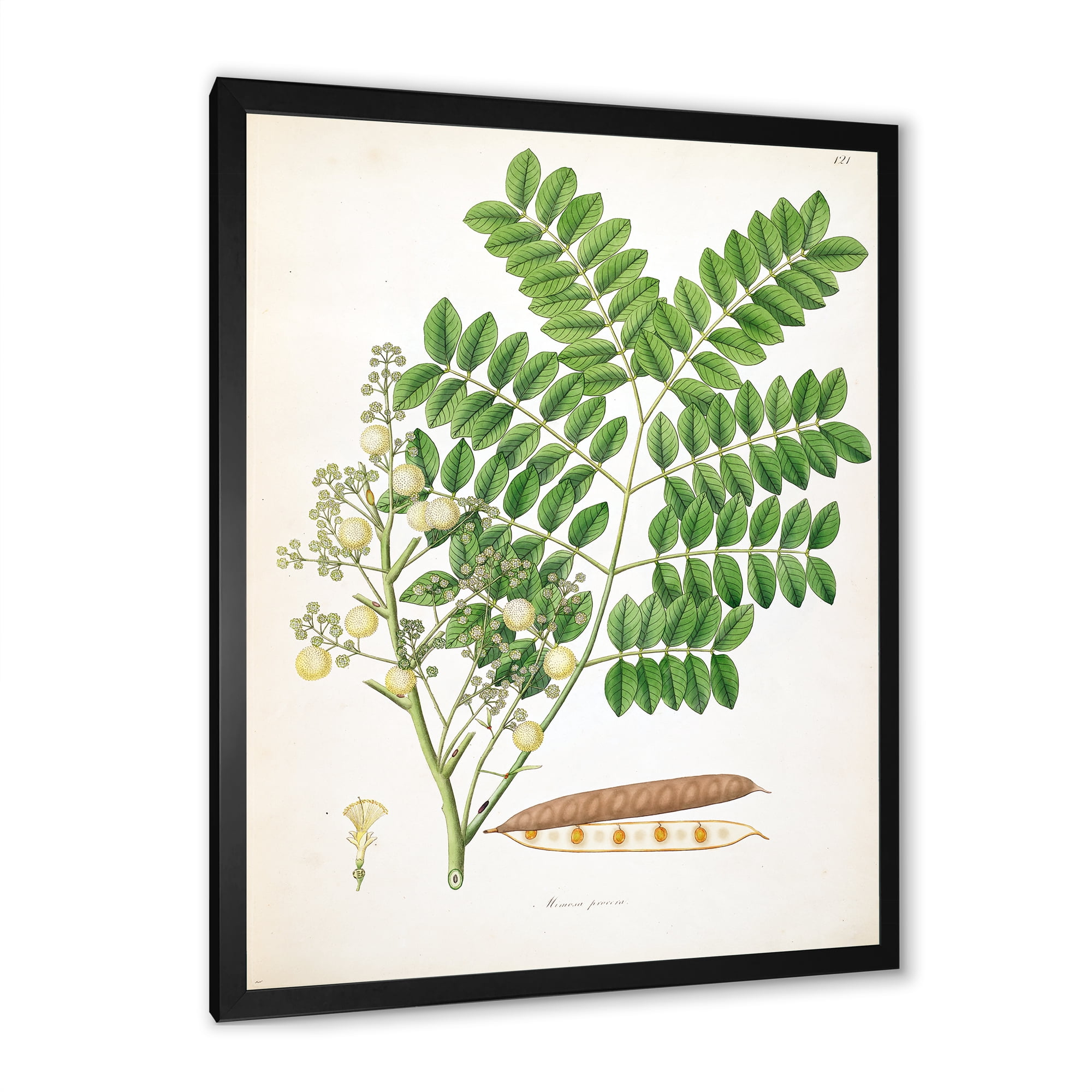 Designart 'Ancient Botanicals VII' Farmhouse Framed Art Print