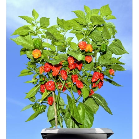 10 * SEEDS Red CAROLINA REAPER PEPPER World's Hottest Capsicum Chili