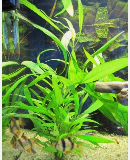 Hygrophila Angustifolia Live Aquarium Plant, Freshwater Fish Tank Aquatic Plant