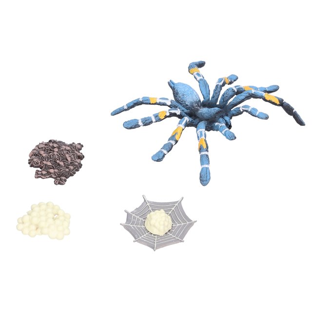Ciclo de Crecimiento de Las Arañas, Ciclo de Vida de Araña Ciclo de Crecimiento Ciclo de Crecimiento 4 PPCS Modelo de Insectos Juguetes para el Hogar para la Escuela para Niña