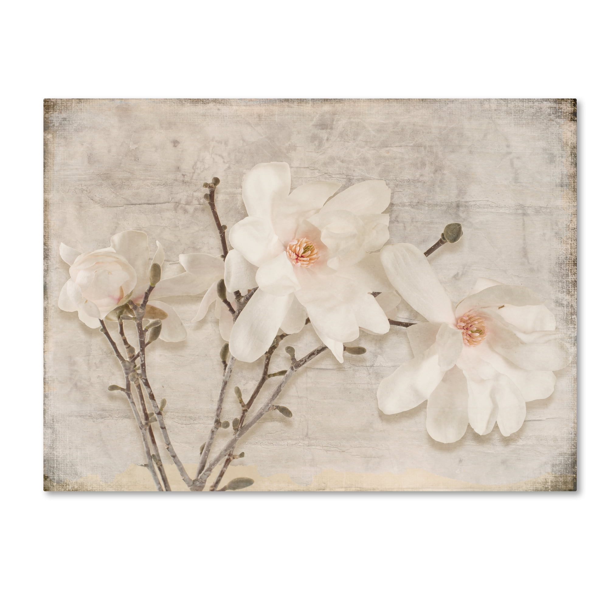 Magnolia Blooms Crop No Petal Giclee Stretched Canvas Artwork 24 x 16 Global Gallery Julia Purinton Magnolia Blooms Crop No Petal Giclee Stretched Canvas Artwork 24 x 16 Global Gallery Julia Purinton