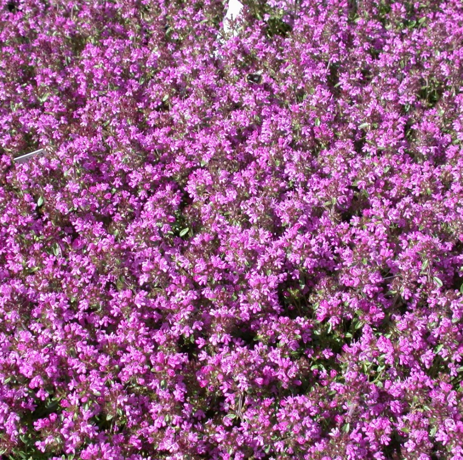 100. 000 Drawf Creeping Thyme Seeds for Planting, Ground Cover Pink Creeping Thyme Flowers Seeds  Fragrant Carpeting Herbaceous