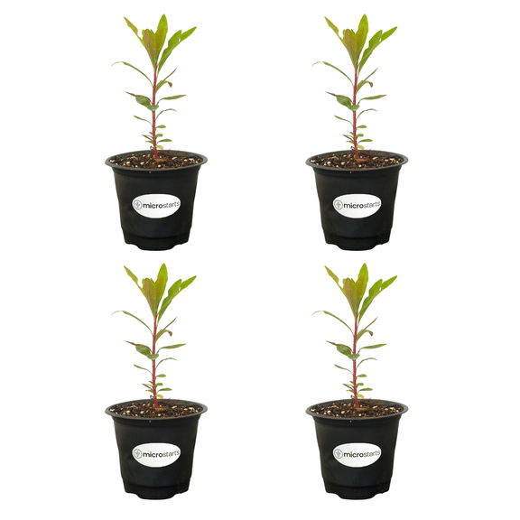 MicroStarts Live Euphorbia Tiny Tim, Dwarf Spurge Plant - 4 Plants in 4 inch pots