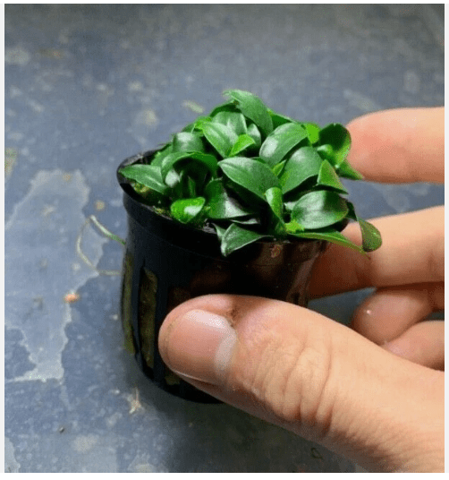 Anubias Nana Petite Live Aquarium Plant in Pot, Easy Freshwater Fish Tank Plant