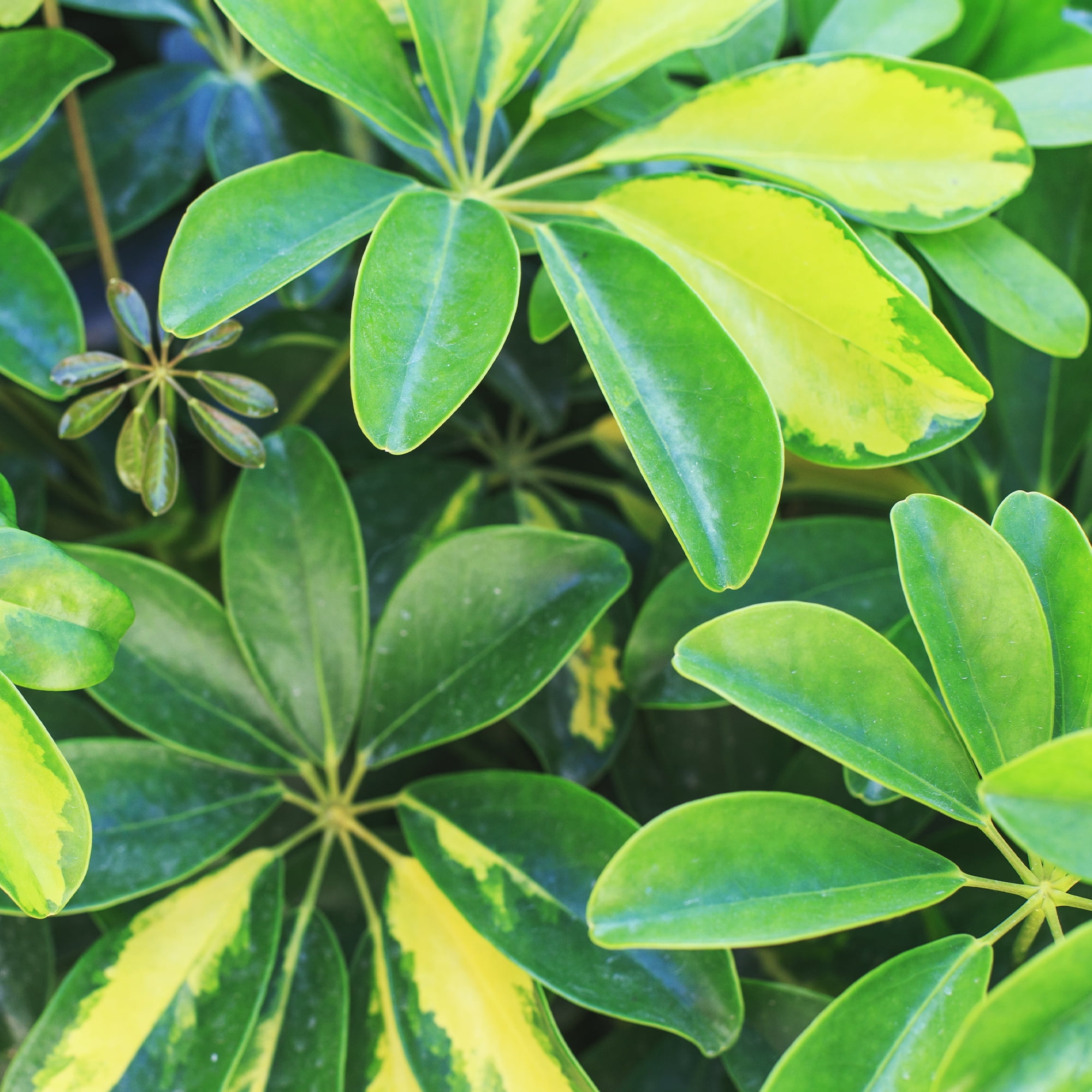Schefflera in 8" Grower Pot, Air Purifying Live Plant, Grower's Choice Seasonal Selection