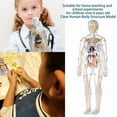 thumbnail image 6 of Clear Human Body Structure Model - 29-Piece Set, Removable Organs Bones & Transparent, DIY Assembled Human Torso Organ Model, 3D Human Body Skeleton Model for Anatomy (Full Organ Set), 6 of 8