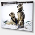 thumbnail image 2 of Large Sled Dogs Relaxing - Oversized Animal Wall Art, 2 of 3