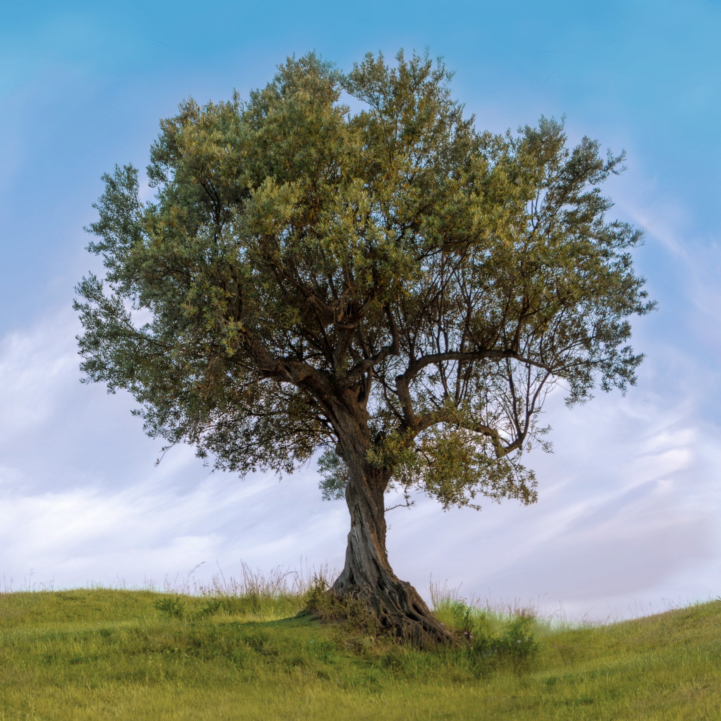 National Plant Network 4 in. Olive Tree