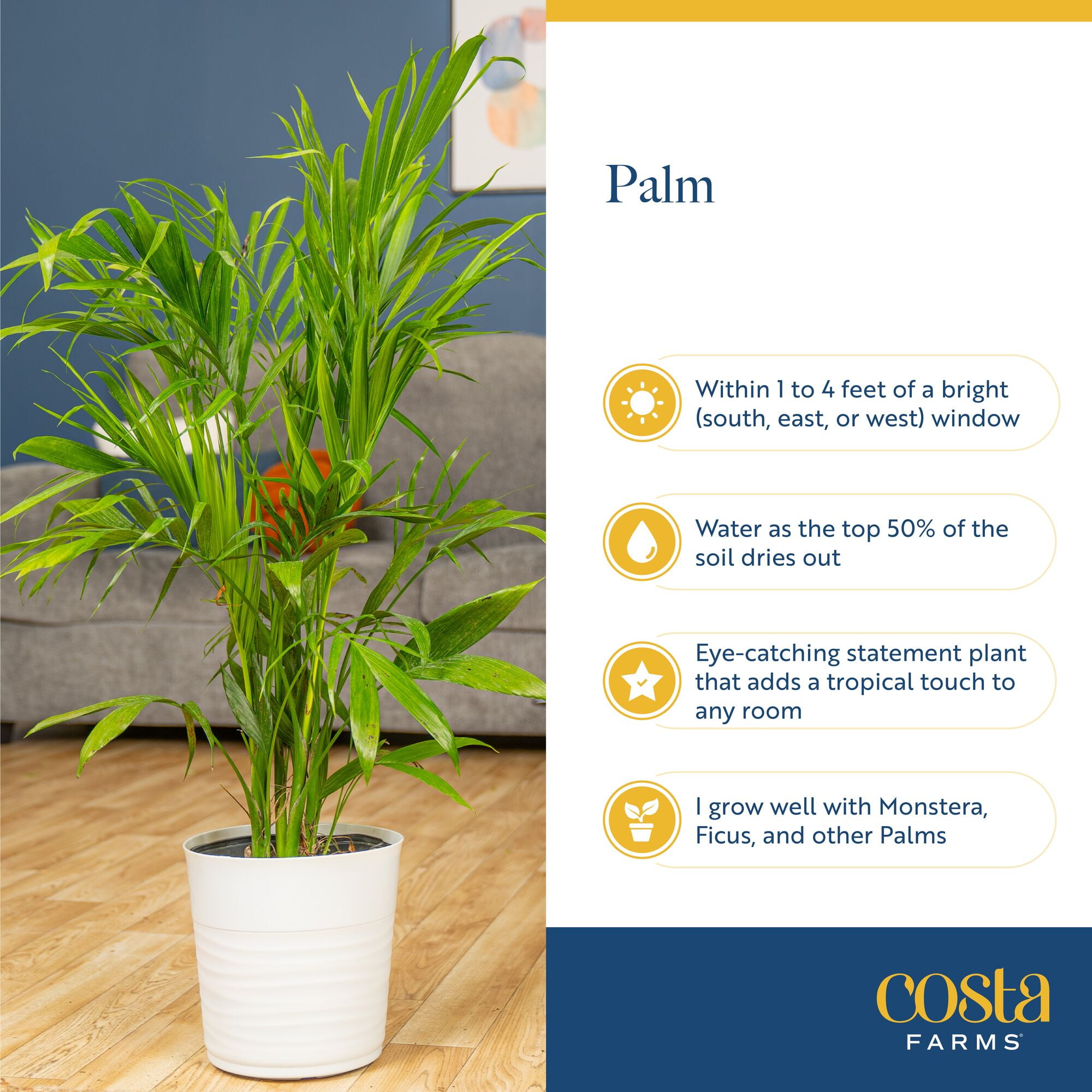 Costa Farms 32" Majesty Palm Live House Plants in 10" Grower Pot