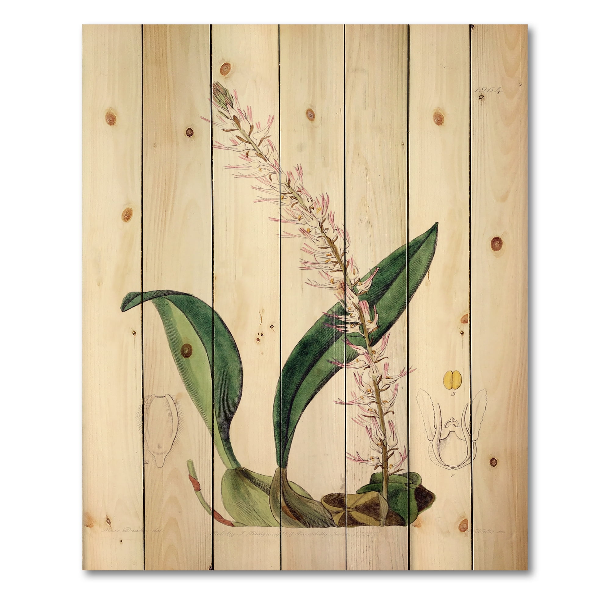 Designart 'Ancient London Plants V' Traditional Print on Natural Pine Wood