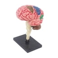 thumbnail image 1 of Modelo de cerebro humano Strade Fareast Limited anatómico PVC 6.9 x 4.9 x 11 cm, 1 of 8