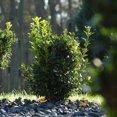 thumbnail image 3 of Faulkner Boxwood - Buxus microphylla 'Faulkner', 3 of 3