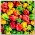 thumbnail image 1 of Picture-Tiles.com: Fruit Ceramic Tile Wall Mural WAL500687-66S. 25.5"W x 25.5"H using (36) 4.25" x 4.25" Ceramic Tiles-Satin Finish, 1 of 3