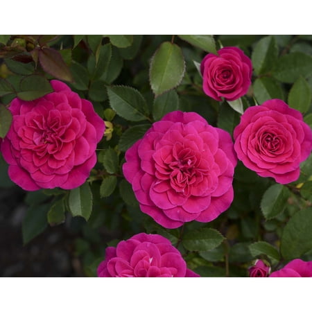 Bloomables 1G Rosa Dragon Fruit Sunblaze Flowering Live Plants Full Sun Pink
