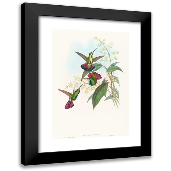 John Gould 11x14 Black Modern Framed Museum Art Print Titled - Lampornis Predicted