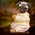thumbnail image 2 of Roch, Martine 20x20 Gold Ornate Wood Framed with Double Matting Museum Art Print Titled - Tommy Boy, 2 of 4
